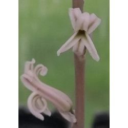 Haworthia cymbiformis