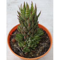 Haworthia reinwardtii Zebrina
