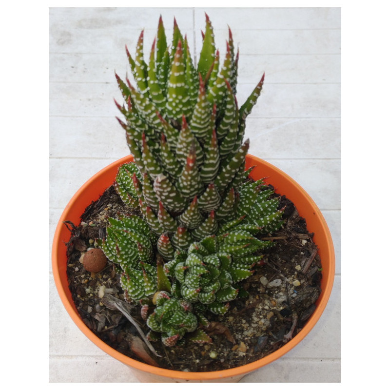 Haworthia reinwardtii Zebrina Haworthia reinwardtii Zebrina