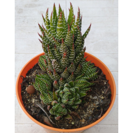 Haworthia reinwardtii Zebrina