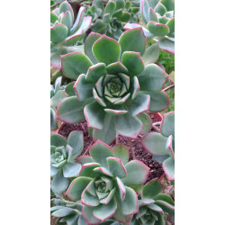 Aeonium haworthii