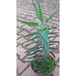 Kalanchoe houghtonii