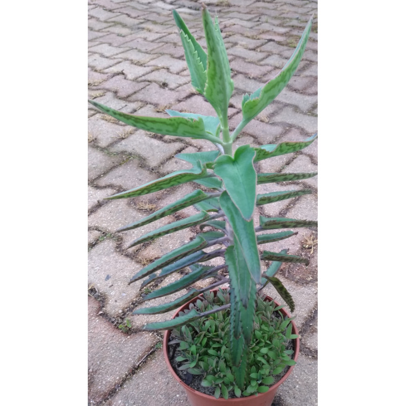 Kalanchoe houghtonii Kalanchoe houghtonii