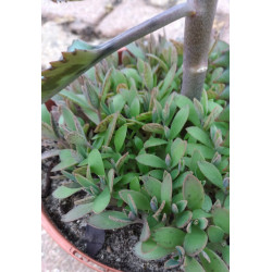Kalanchoe houghtonii