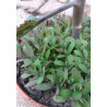 Kalanchoe houghtonii