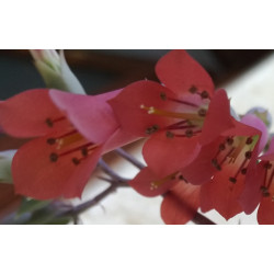 Kalanchoe houghtonii