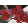 Kalanchoe houghtonii