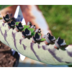 Kalanchoe houghtonii