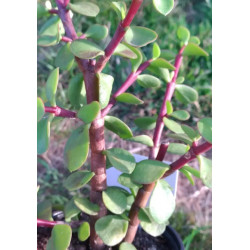 Portulacaria afra