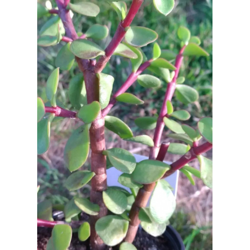 Portulacaria afra Portulacaria afra