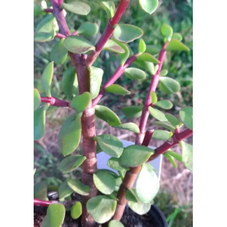 Portulacaria afra