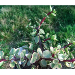 Portulacaria afra variegata