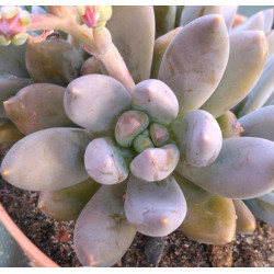 Sedeveria Blue Mist