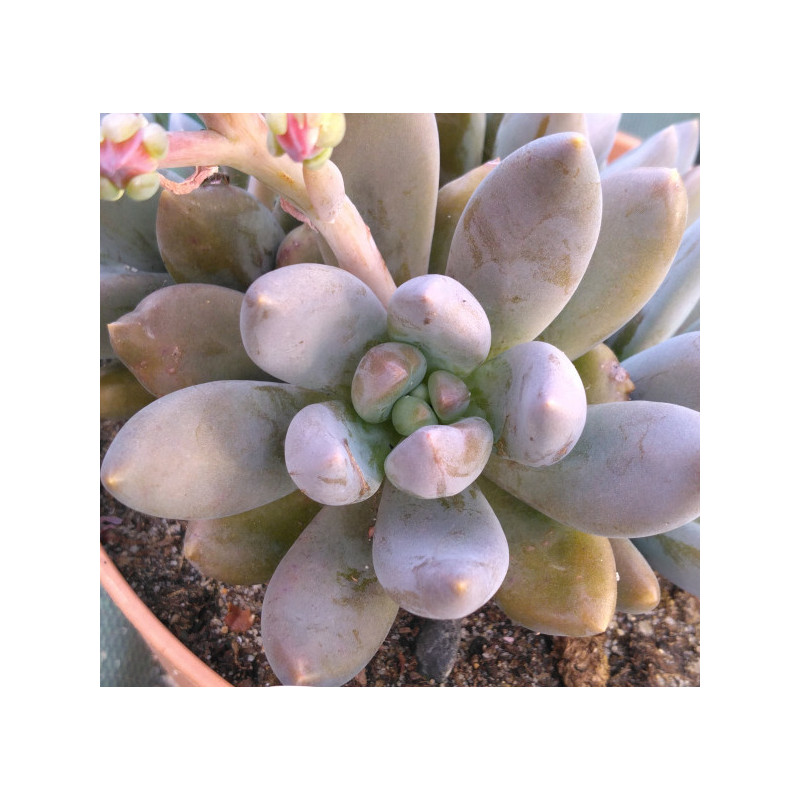 Sedeveria Blue Mist Sedeveria Blue Mist