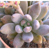 Sedeveria Blue Mist
