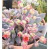 Sedeveria Blue Mist