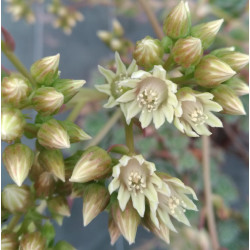 Aeonium haworthii