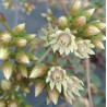 Aeonium haworthii