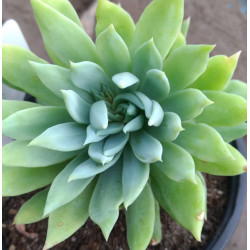 Sedeveria Fanfare