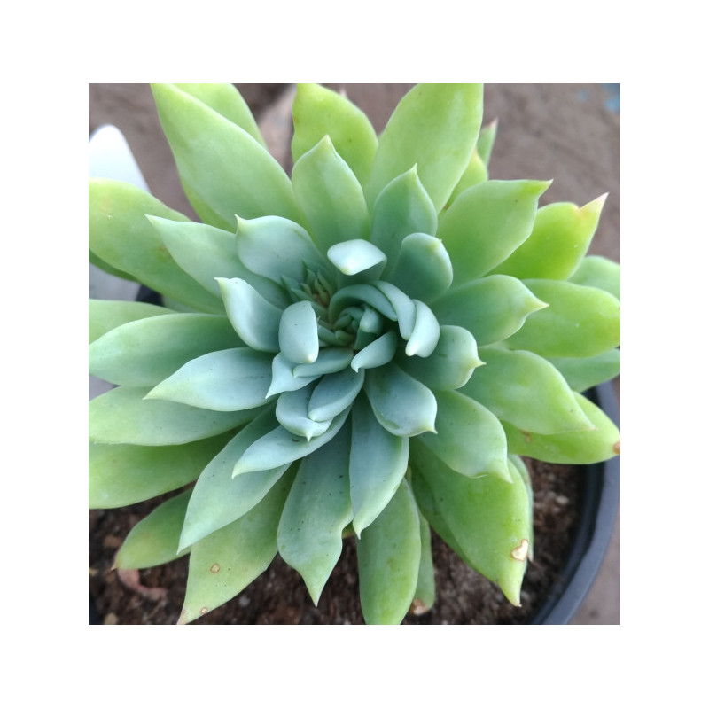 Sedeveria Fanfare