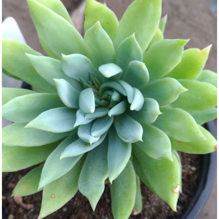 Sedeveria Fanfare