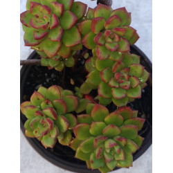 Sedeveria Letizia