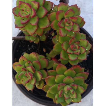 Sedeveria Letizia