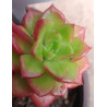 Sedeveria Letizia