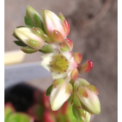 Sedeveria Letizia