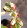 Sedeveria Letizia