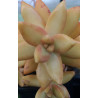 Sedum adolphii