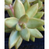 Sedum adolphii